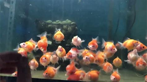 珠鱗混養|【珠鱗 混養】珠鱗與孔雀魚混養攻略：讓你輕鬆養好兩者！